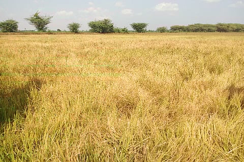 Another farmer dies of cardiac arrest in TN, a day after bank serves loan notice