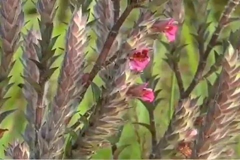 Lepidagathis ananthapuramensis