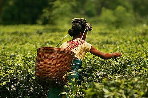 Small tea growers in Assam to get land rights for first time