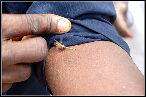 America's most lethal: Bees, wasps and human beings