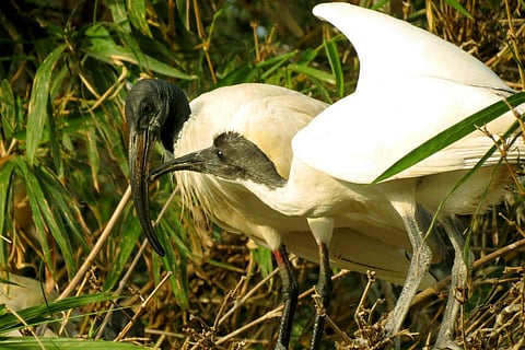 These local groups in Kochi are ensuring migratory birds have a safe stay in the city 