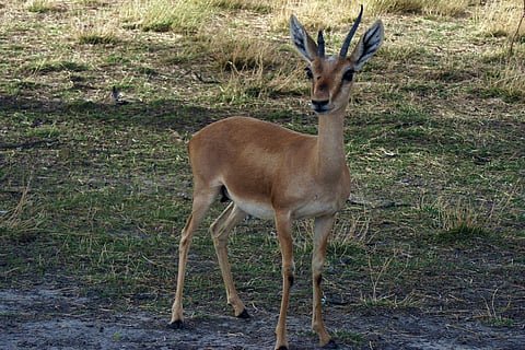 Blackbucks on IIT Madras campus devoured allegedly by stray dogs