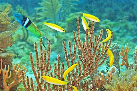 What we learn from a fish that can change sex in just 10 days
