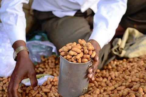 Keep calm and eat Kadlekai: Going nuts at Bengaluru’s own festival of nuts