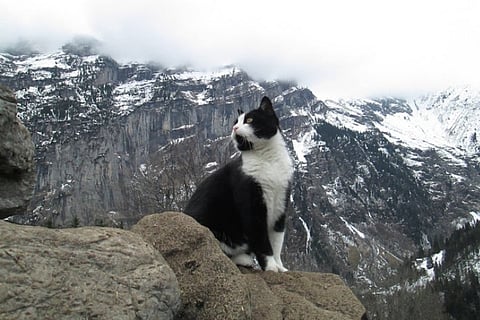 Feline positioning system: Cat helps tourist lost in Swiss mountains find his way home