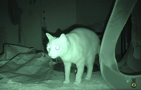 Purranormal activity: Camera captures the secret life of cats at night