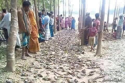 Picture of birds dying due to Chennai heat is a hoax, claim wildlife conservationists