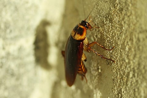 The Cockroach is cool: Six facts about one of the most hated creatures in the world