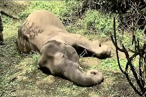 Two more elephants killed, latest in a spate of incidents in Coimbatore