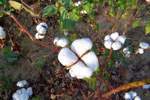 Illegality is officially tolerated in India, shows widespread use of unapproved GM cotton