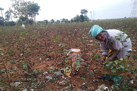 The human cost of growing cotton in Telangana