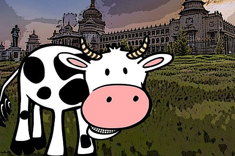 How to buy a cow in Bangalore: One author's adventure