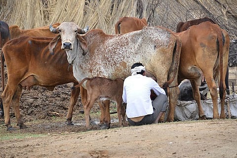 Telangana to take action against cow slaughter during Bakr-Eid