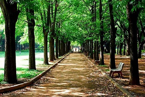 Over 3000 trees to be axed, lakes will be impacted by Bengaluru elevated corridor: EIA