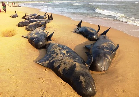 Why did 81 whales die on the shores of Tamil Nadu this year? Scientists have some answers