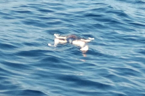 Ockhi's horrific aftermath: Kanyakumari fishermen find dead bodies floating in the sea