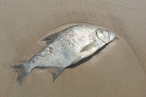 Chennai oil spill disaster: Should you still have your Sunday fish curry?