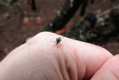 Dengue claims another life in TN, 7 yr old student of Chennai’s DAV school succumbs to virus