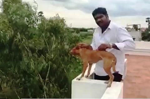 Man seen in video throwing dog off terrace was a medical student from Chennai