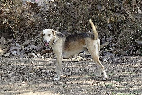 Bengaluru NGOs shut shop on stray dog sterilisation, thanks to BBMP's payment delays
