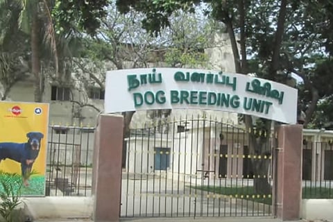 Madras HC orders TN govt to close 35-year old dog breeding unit