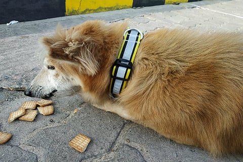 Want to feed stray animals during lockdown? You can get animal feeder passes