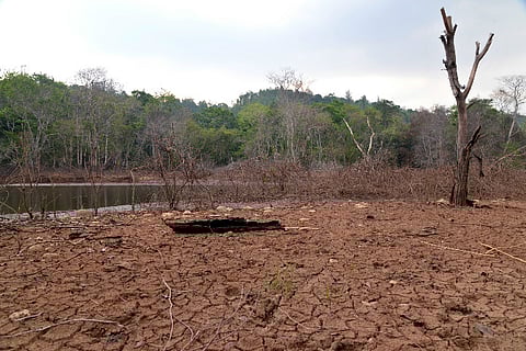 Palakkad scorches at 37°C, is Kerala's paddy bounty at risk?