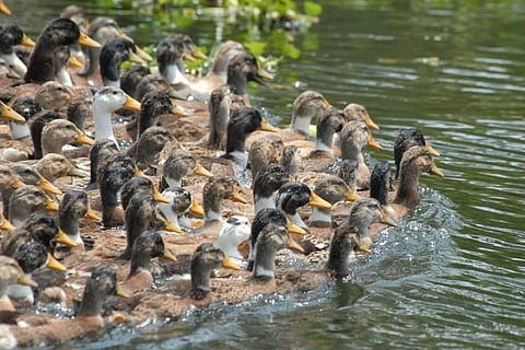 Image for Representation