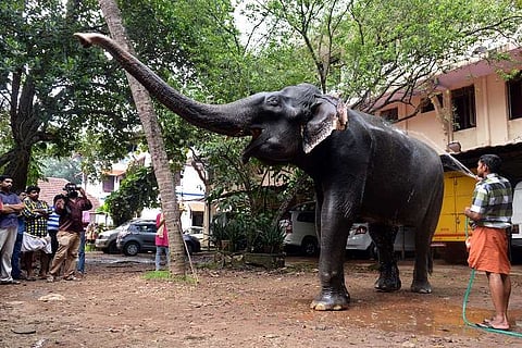 86-year-old Dakshayani is oldest captive elephant, should she be allowed to retire?