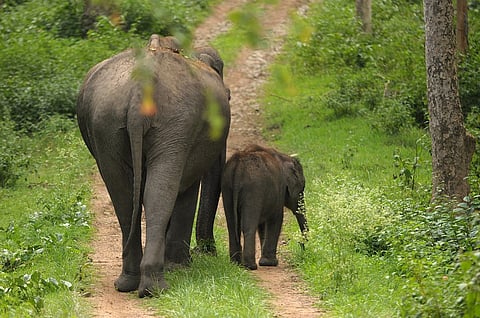 Wayanad Elephant Corridor project gets back on track, govt to begin land acquisition soon