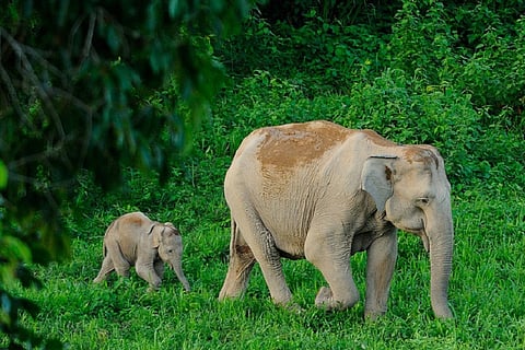 Mistaken for constipation, pregnant elephant mishandled by vets in TN