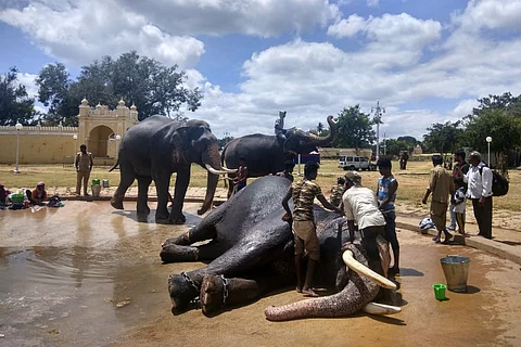 The elephants of Mysuru Dasara: Dhananjaya the debutante and Bhaskara his mahout