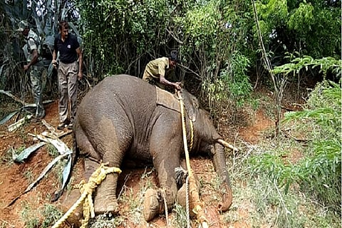 Man-animal conflicts claims 4 lives: Wild elephant attacks Coimbatore village