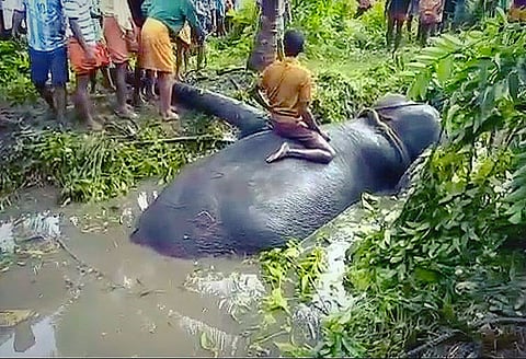 Can he be saved? Desperate attempt to rescue elephant stuck in Kerala swamp for over 13 hours