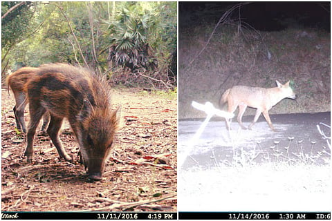 Eco-activists find wildlife in North Chennai power plant, want further construction stopped