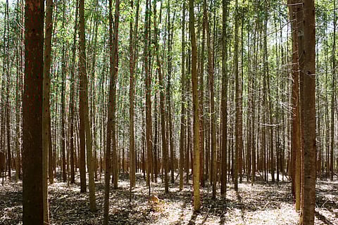 Faced with severe drought, Kerala to cut down Eucalyptus and Acacia trees