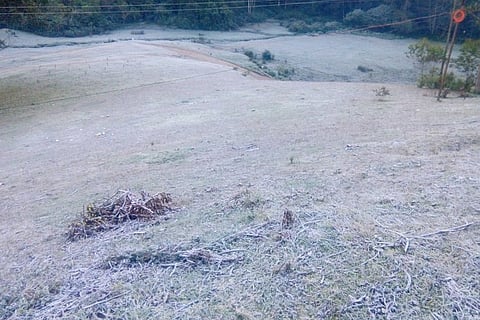 Munnar at -2 degrees, TN's Ooty at 5 degrees: Blanket of frost welcomes tourists