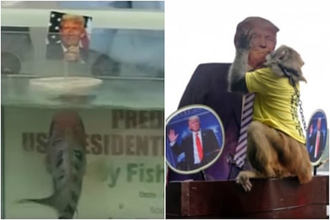 What do a fish from Chennai and a monkey from China have in common? They both came up Trump