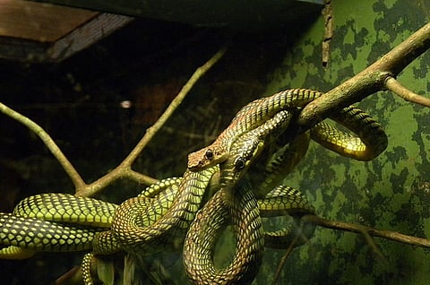 Rare species of flying snake recovered from Coimbatore