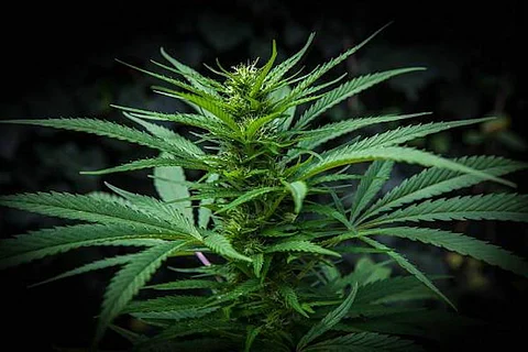 TN cops discover ganja crop being grown in agricultural field, arrest two