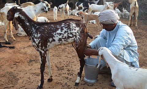 Dengue fallout: Goat milk price hits Rs.2,000 in NCR