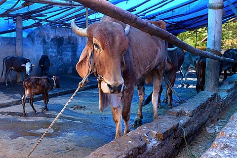 20 cows at Tvm goshala in need of shelter as HC orders Corporation to shut it down