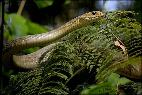 Indian rat snake representational image