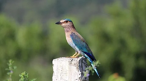 Why Telangana has banned display of its state bird Palapitta in temples during Dasara