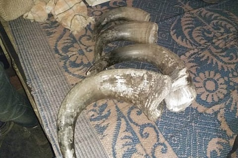 Ivory smuggling racket busted in Karnataka, 3 men arrested