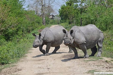 Why a documentary on Kaziranga has got the BBC banned from India's tiger reserves