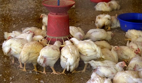 Despite govt’s intervention, why are Kerala traders still selling chicken at 'higher' price?