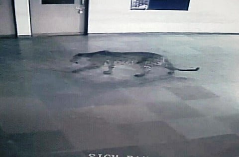 Leopard enters Bengaluru school, videos show man fighting it off