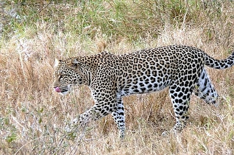 Rescued leopard found dead after release allegedly due to drug overdose near B'luru