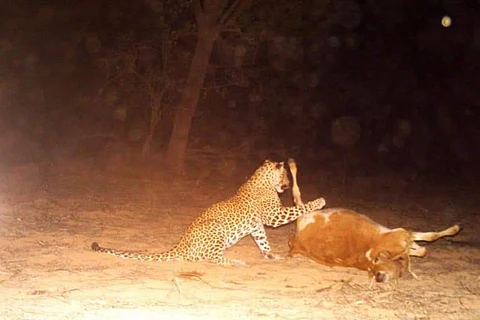 Leopard on prowl in Telangana’s Ranga Reddy district spotted on camera at last